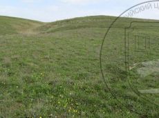 Tulipa-biebersteiniana_Карабетова_стация